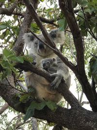 Koala auf Magnetic Island